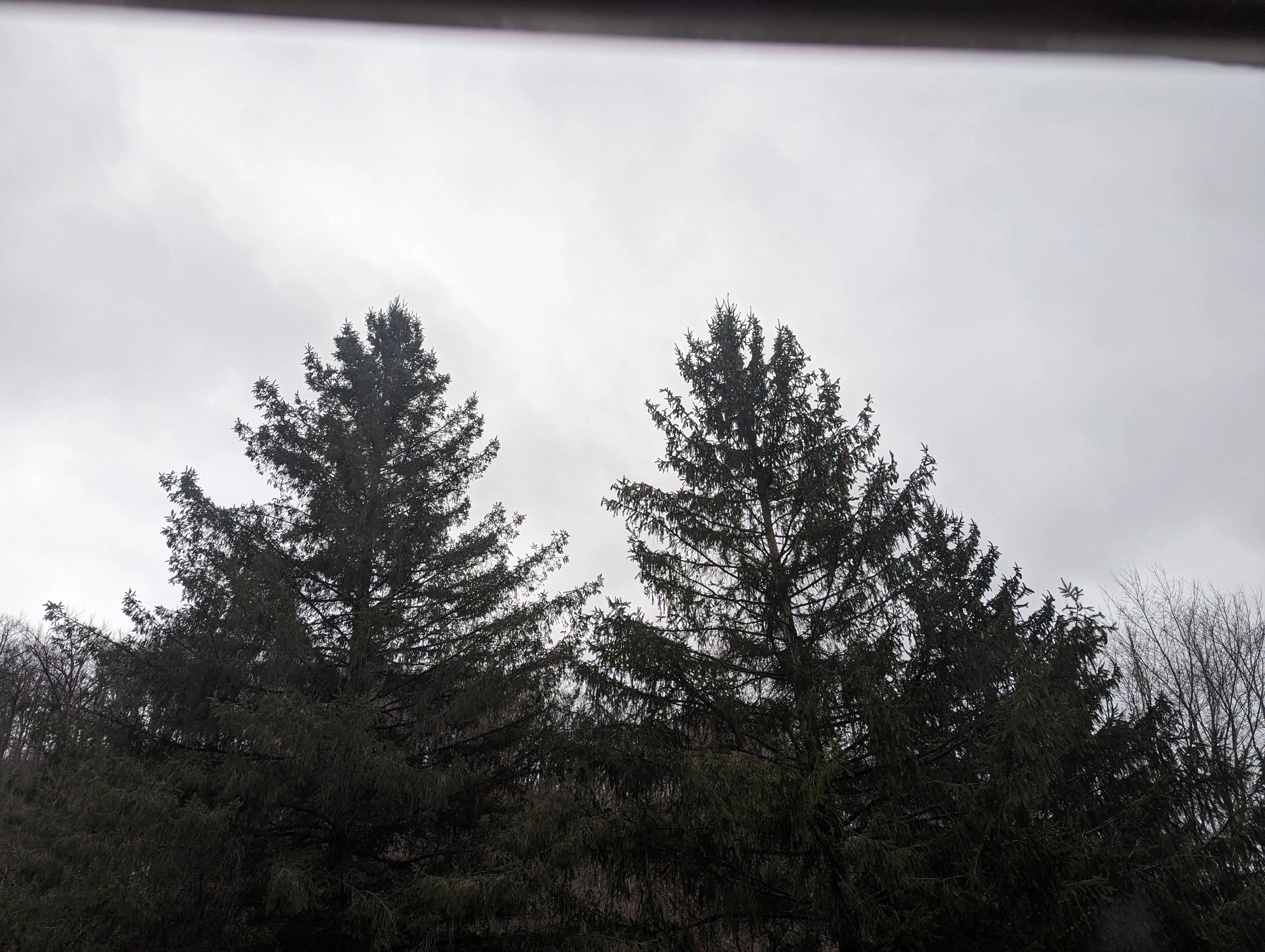 An image of two trees with an overcast sky behind them